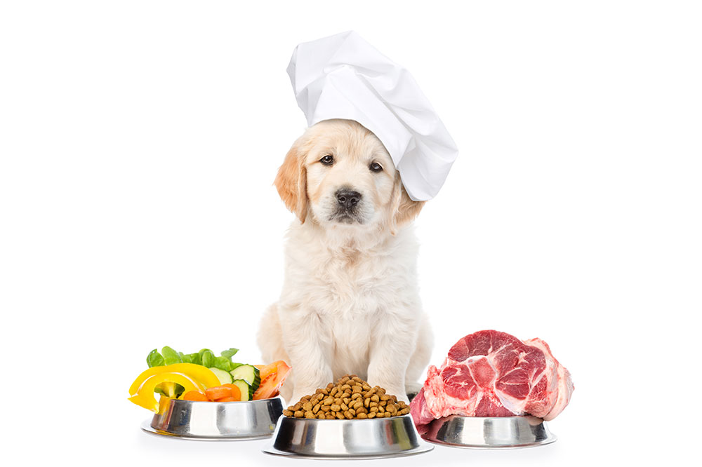 4 DIY Dog Food Recipes