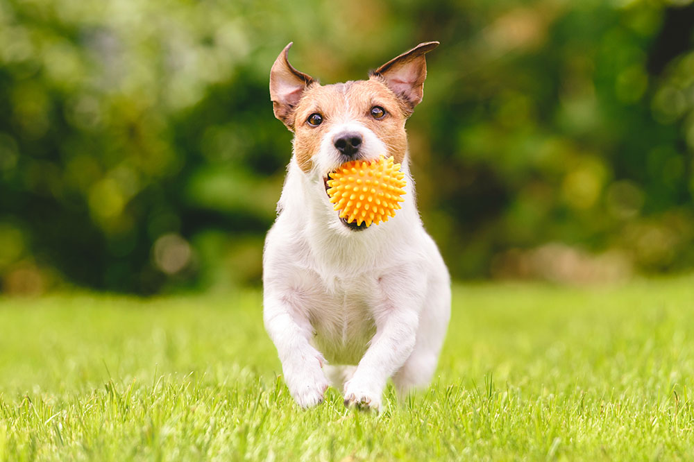 4 Delightfully Interactive Toys for Pets