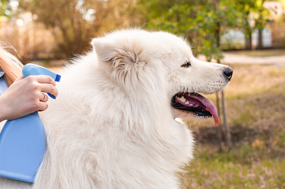 5 Effective DIY Flea Spray Ideas