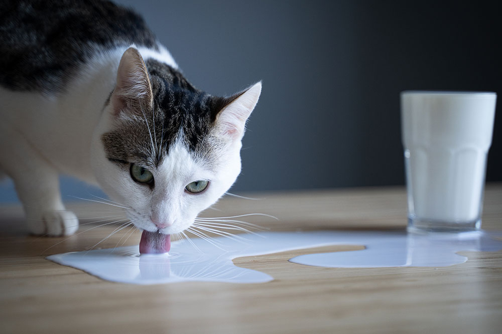 Dangerous Human Foods for Cats