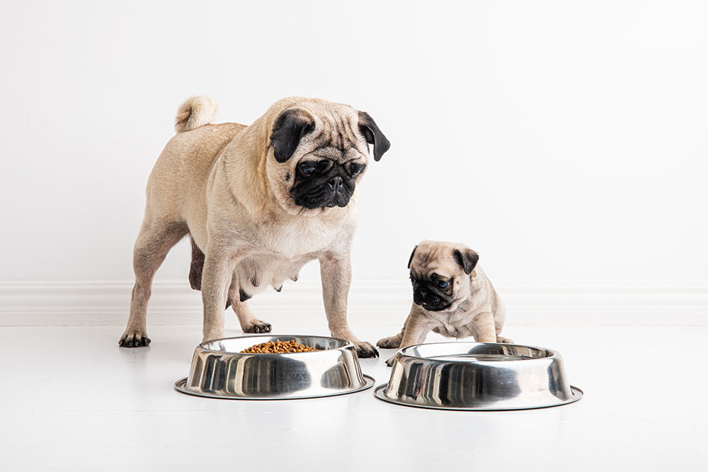 Effective Treatments for Food Allergies in Dogs